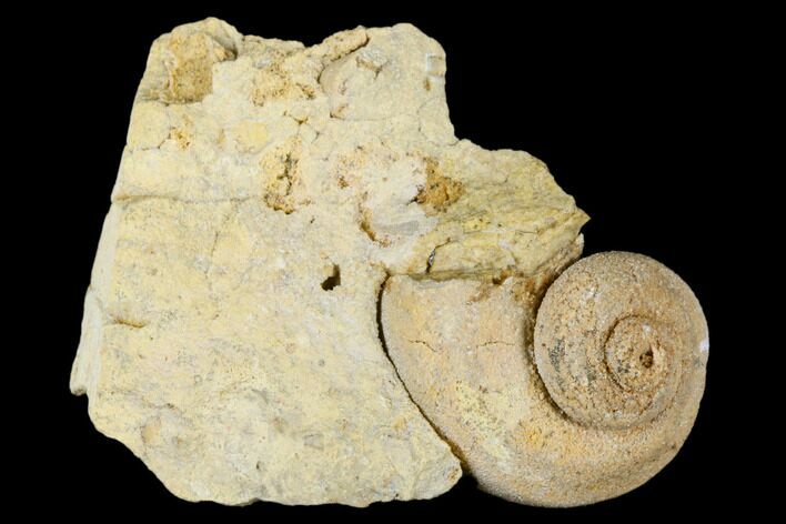 Ordovician Gastropod (Trochonema) Fossil - Wisconsin #174392